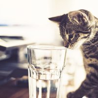 Как заставить себя выпить 2 литра воды в день? 7 лайфхаков