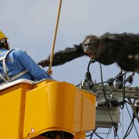 Japānā policija divas stundas mēģina notvert izbēgušu šimpanzi