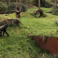 Video: Gorilla noķer pīlēnu un sāk pētīt putnēnu