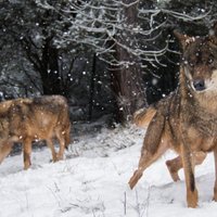 Igaunijā vilku bars nogalinājis medību suni
