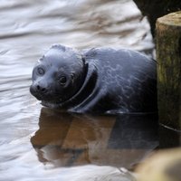 На берегу в Саулкрасты найден первый в этом году тюлененок