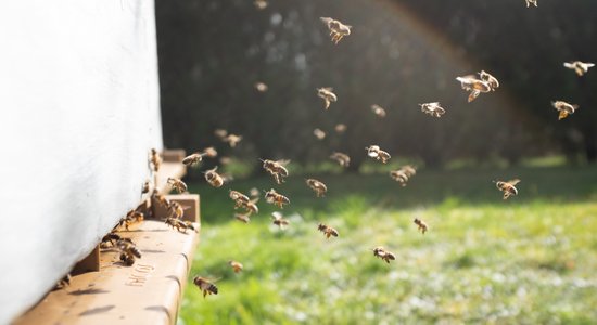 Uz Jelgavas poliklīnikas jumta šovasar dzīvos bites