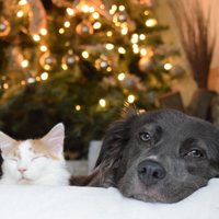 Labākās svētku dāvanas kaķiem un suņiem, kuras novērtēs katrs mīlulis