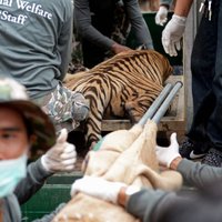 Pabeigta 140 tīģeru glābšanas operācija Taizemē