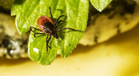 10 fakti, kas jāzina par ērcēm un to pārnēsātajām slimībām