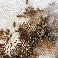 Biškopības biedrība šogad Latvijā prognozē 500 līdz 1000 bišu saimju pieaugumu