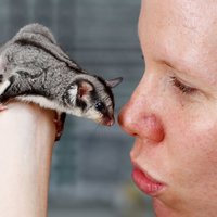 Foto: Cukuroposumu mazulim ar viltību saārstē kājas lūzumu