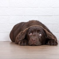 Uguņošana vai pērkons: kinologu ieteikumi, kā palīdzēt sunim pārvarēt stresa situācijas