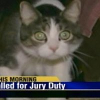 В США кота назначили присяжным в суде