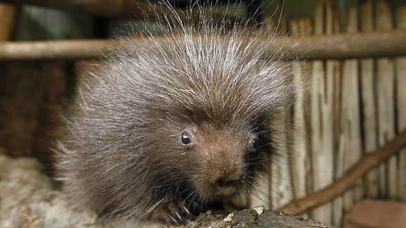 Porcupine / dzeloņcūka