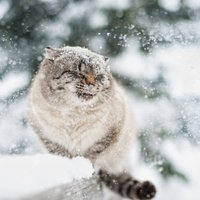 Ziemīgi kadri: Kaķu amizantās izteiksmes, baudot pastaigu sniegā