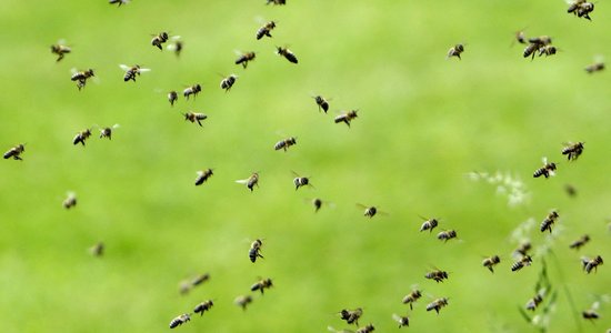 Mēs esam no tiem atkarīgi. Kā apturēt draudošo kukaiņu masveida izmiršanu