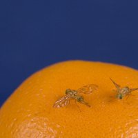 Kā cīnīties ar nevēlamajām augļu mušiņām?
