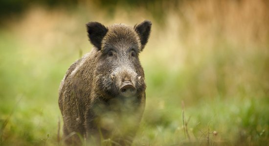 Madonas novadā šogad atrastas vairāk nekā 60 beigtas mežacūkas