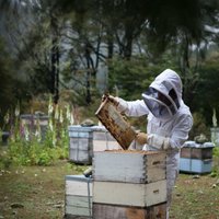 Mirst daudz jaunākas – pētījumā iezīmējas skarba aina par medus bišu mūžu