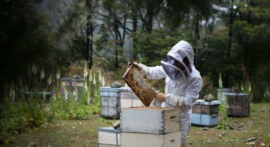 Mirst daudz jaunākas – pētījumā iezīmējas skarba aina par medus bišu mūžu