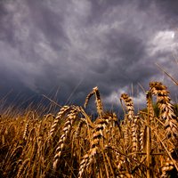 Salacgrīvas novadā izceļas divi lieli labības rugāju ugunsgrēki