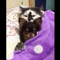 Foto: Suns, kaķis un kāmis – nešķirami dzīvnieciņi, kuri pat guļ kopā