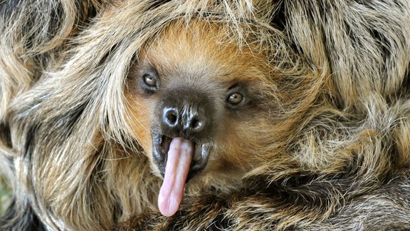 AFP slinkis sloth