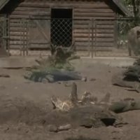 Video: Rīgas Zoo mežacūkas vannojas dubļos