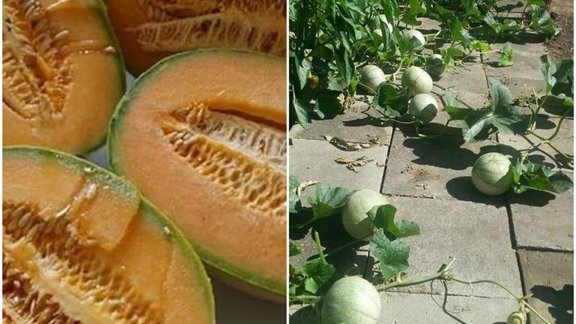 melones, melone, Andis Persidskis