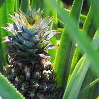 Spānijas un Portugāles likumsargi svaigos ananāsos atrod simtiem kilogramu kokaīna