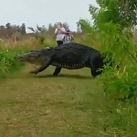 Iespaidīgs video: ASV nofilmēts milzu aligators