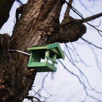 Рекомендации орнитолога: нужно ли и как правильно кормить птиц в городских условиях?