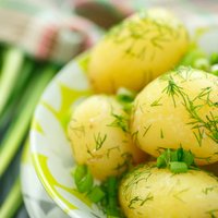 Dievu ēdiens no pazemes: jaunie kartupeļi