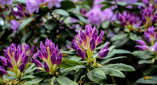 Audzēšanas ieteikumi un pamatprincipi, lai dārzā kuplotu rododendrs