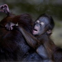 Aizkustinoši foto: Orangutaniņš mīļojas mammas azotē