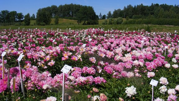 Jāņa Dukaļska sīpolpuķu un peoniju audzētava, peonijas, peonija, Jānis Dukaļskis, Daugmales peonijas