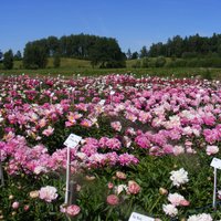 ФОТО. Семь мест в Латвии, в которых можно полюбоваться на цветущие пионы
