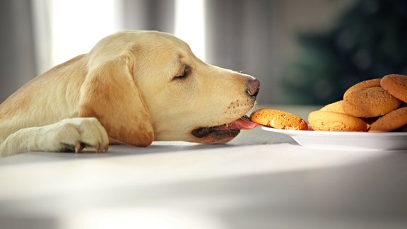 suns labradors ēdiens cepumi