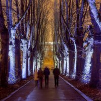 ФОТО: Ботанический сад ЛУ превратился в магический Зимний сад света