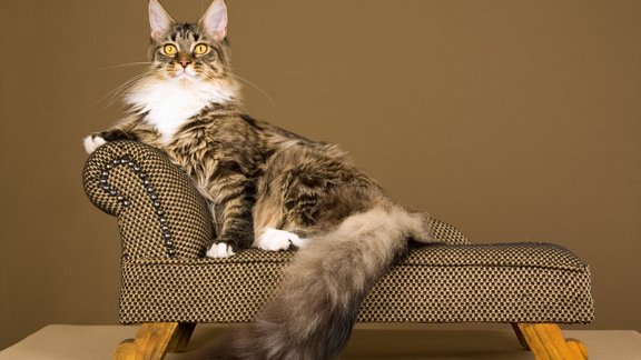 Meinkūns, maine coon, kaķis