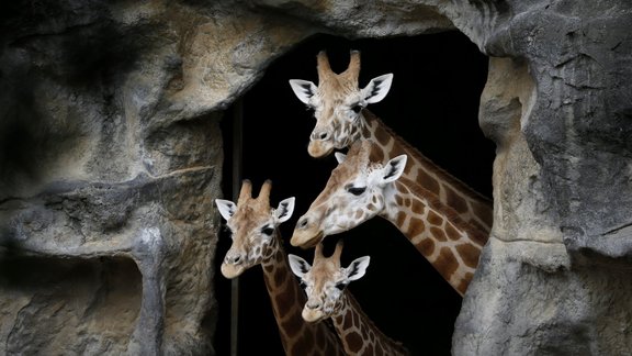 A family of giraffes look out from their enclosure before taking part in a Christmas-themed feeding session at Sydney