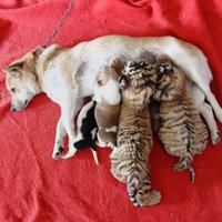 Foto: Suņu mamma adoptē divus tīģeru mazuļus