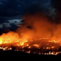 Сжигание старника: в Елгаве горело 5 гектаров прошлогодней травы
