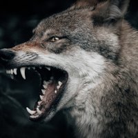 Кошмар под Мадоной: как в Латвии ловили волка-убийцу