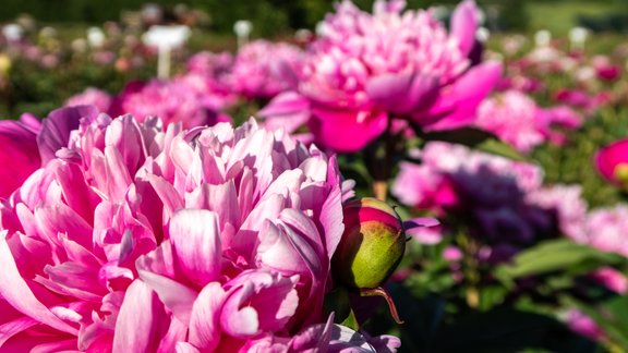 peonijas, ziedi, puķes, pojenes