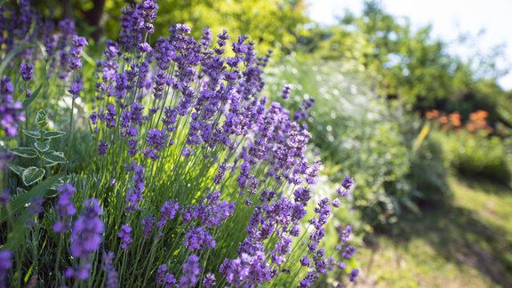 lavandas, lavanda