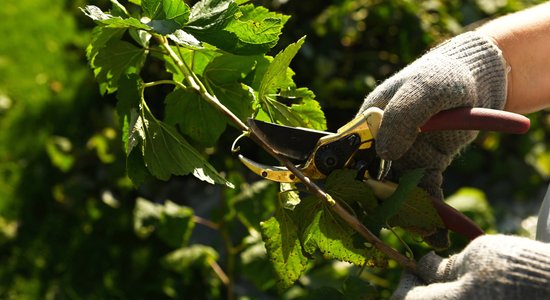 Kā pareizi retināt ogulājus