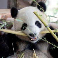 Pēc piecu gadu pārtraukuma Berlīnes zoodārzā atgriežas pandas
