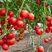 Пять причин скручивания листьев у помидоров