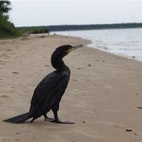Lasītāja Vakarbuļļu pludmalē novēro interesantu putnu
