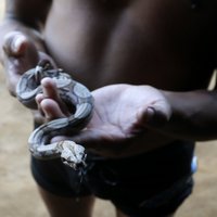 В Бразилии годовалый мальчик загрыз змею, приняв ее за игрушку