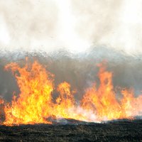 Kūlas neprāts turpinās: Latvijā pirmdien reģistrēti 168 kūlas ugunsgrēki