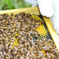 Tukuma novadā ļaundari aiznes vairākus bišu stropus