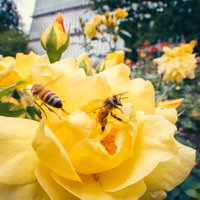 ФОТО. В Ботаническом саду цветут розы и на них все еще можно посмотреть